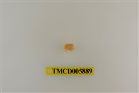 藏品(帶掌花瓣蟹)的圖片